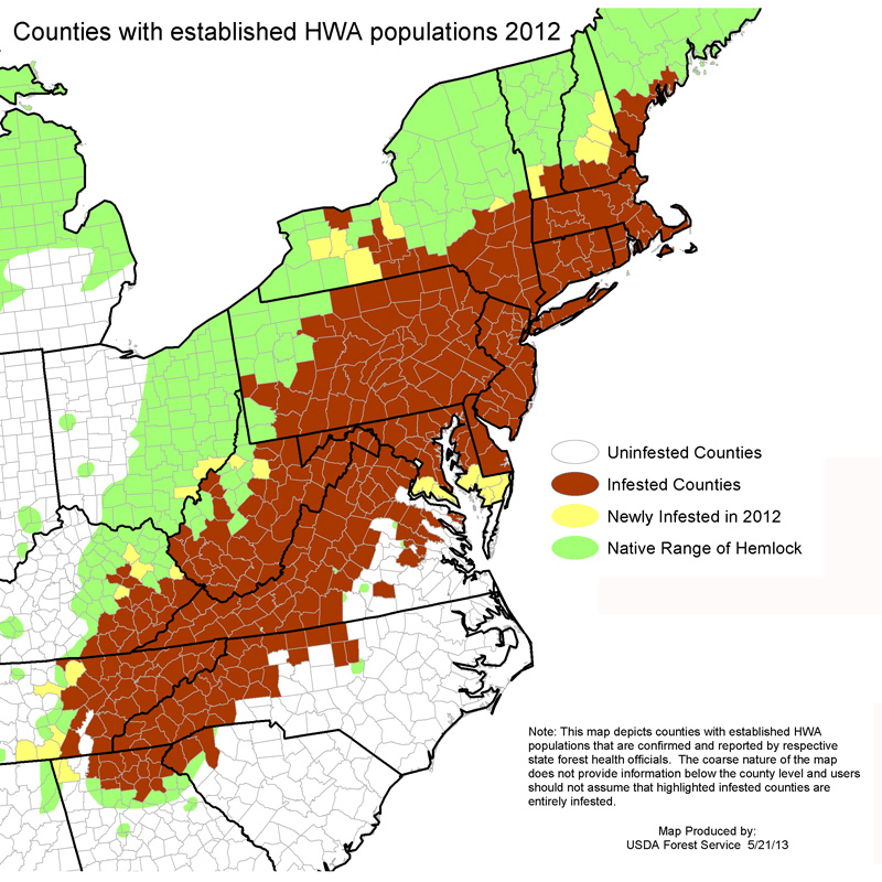 Illustration for article titled Wooly Adelgid vs. Eastern Hemlock
